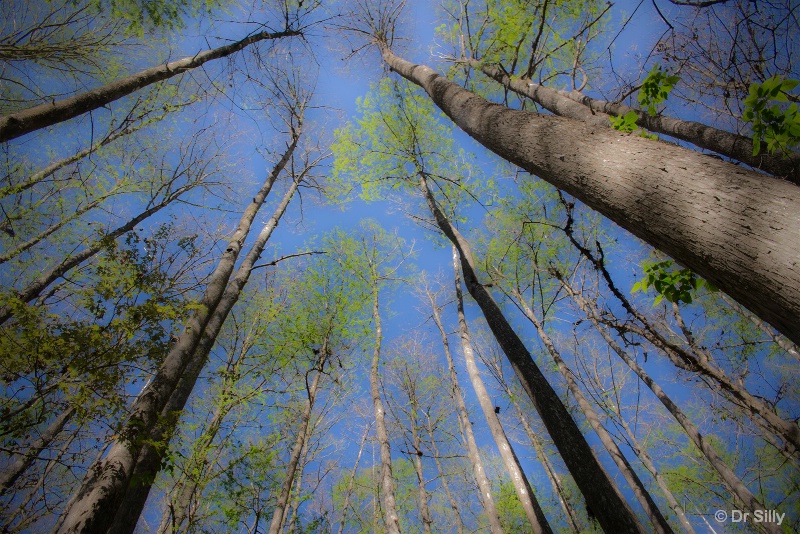 Reaching for the Sky