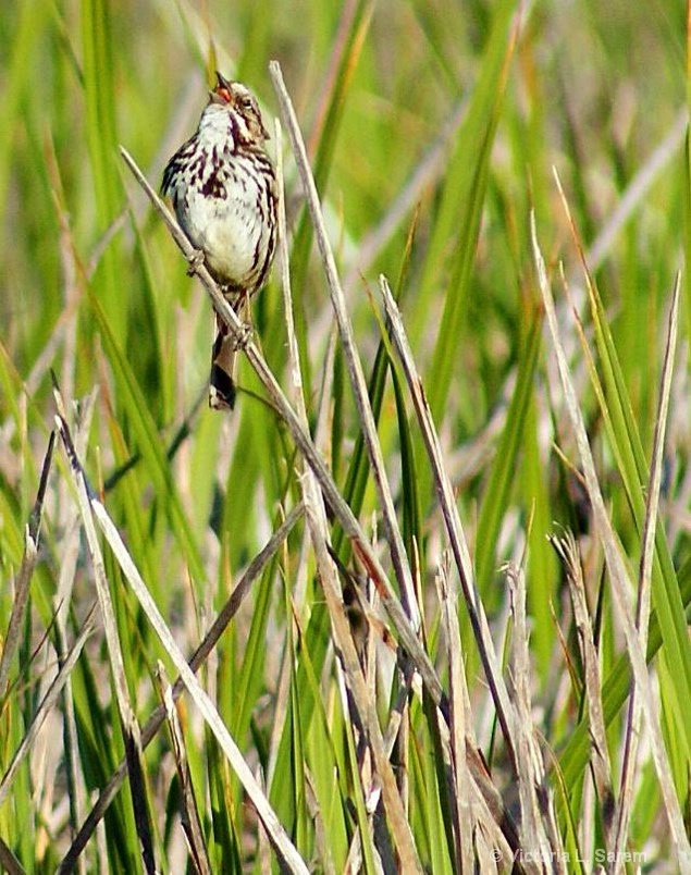 Song Sparrow in brush singing