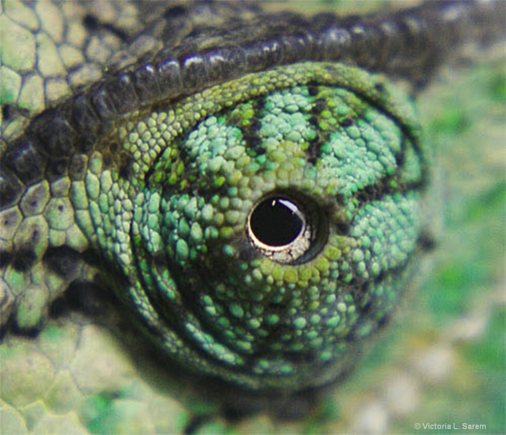 Veiled Chameleon eye