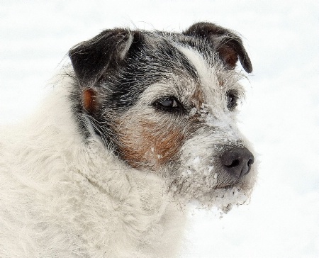 "Tuffy, the Snow Dog"