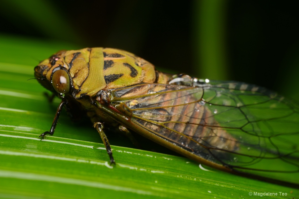 Cicada with Wet Wings 
