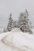 Road Through the ...