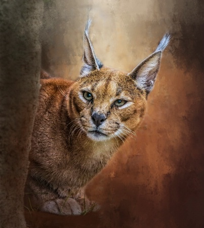 Caracal