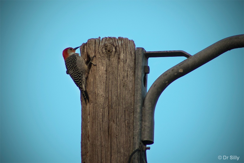 Woodpecker