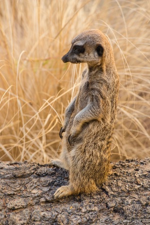 Meerkat at Living Desert Zoo