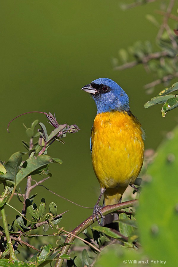 Blue and Yellow Tanager  H2U3038 - ID: 15333674 © William J. Pohley