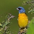 © William J. Pohley PhotoID # 15333674: Blue and Yellow Tanager  H2U3038