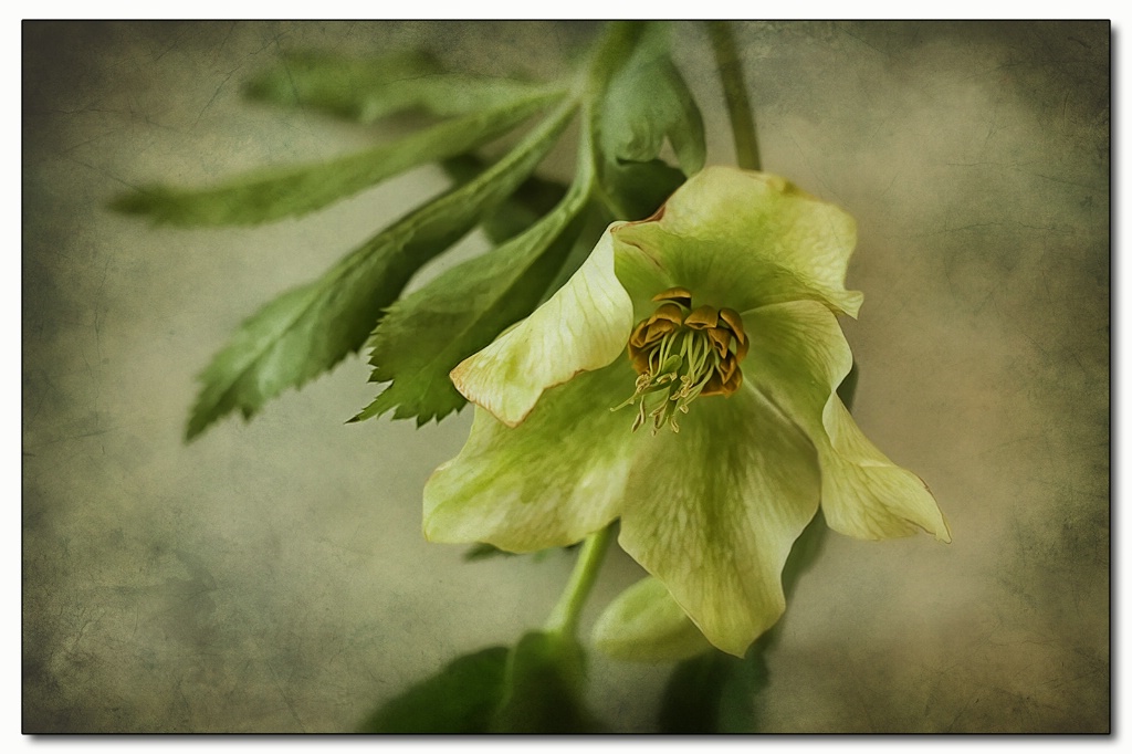 hellebore solo act