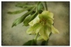 hellebore solo ac...