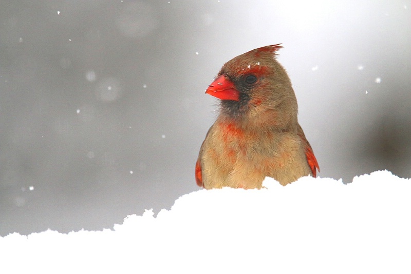 Female Cardinal Enjoying The Snow