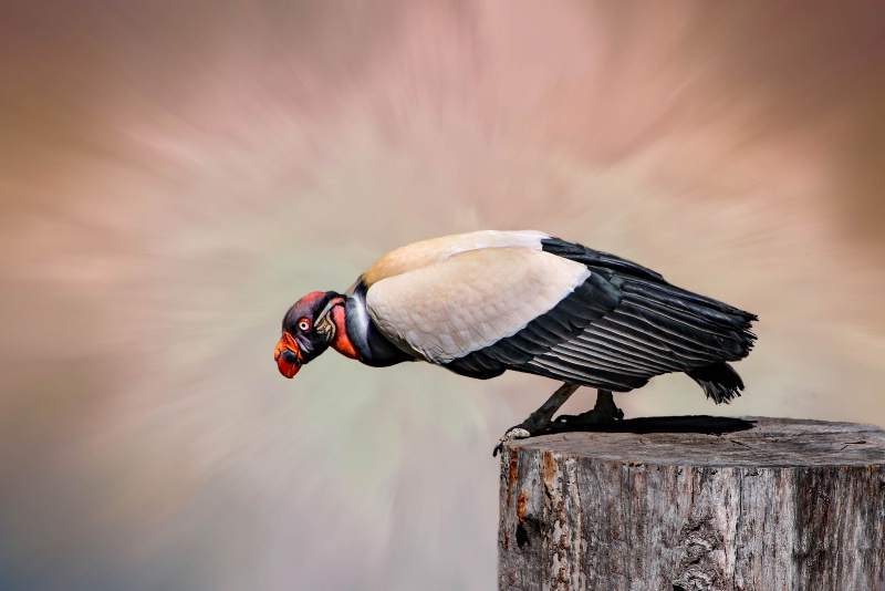 King Vulture 