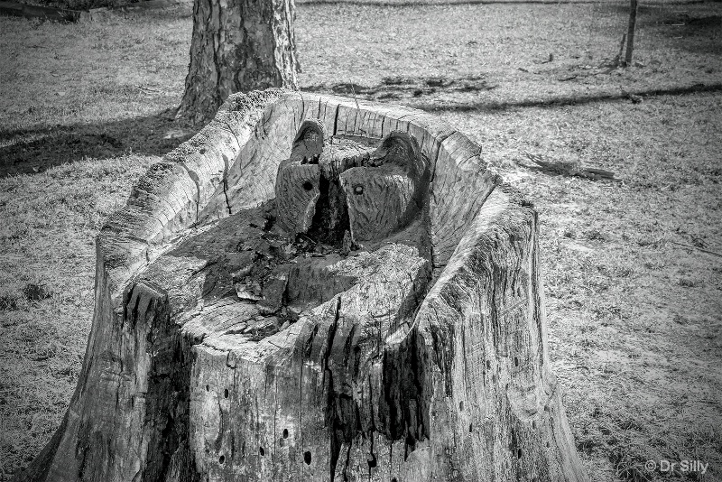 Bear in a Tree