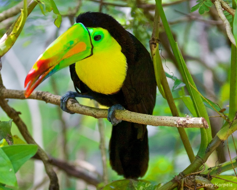 Toucan from Honduras - ID: 15335514 © Terry Korpela