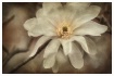 white magnolia