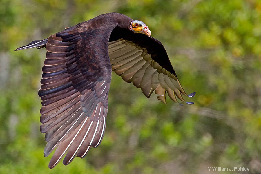 Lesser Yellow-headed Vulture  698A4074  - ID: 15335580 © William J. Pohley