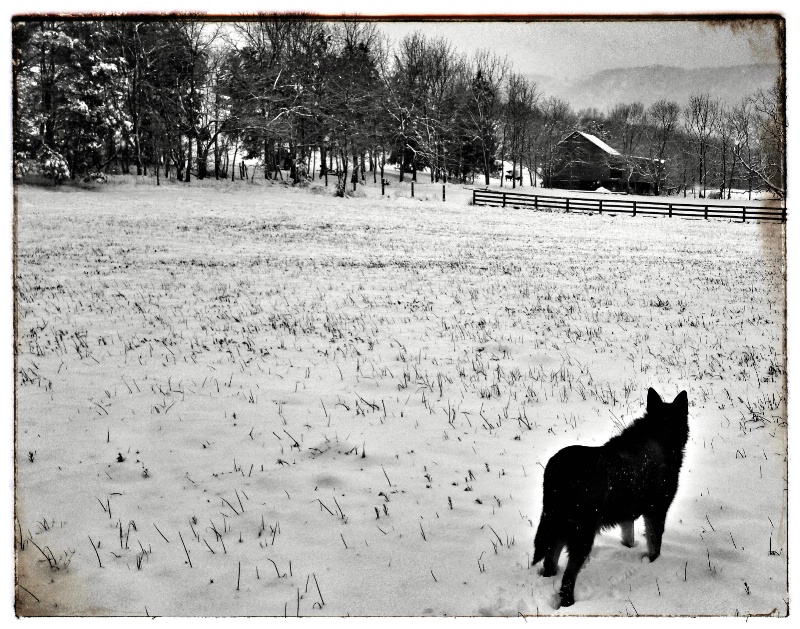 A Gentle Shepherd Watching