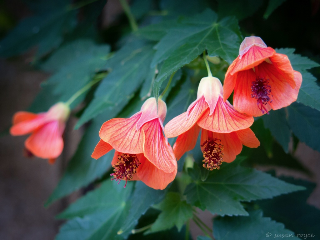 Coral Bells