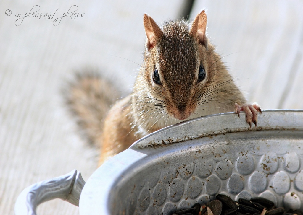 Give Me the Seeds