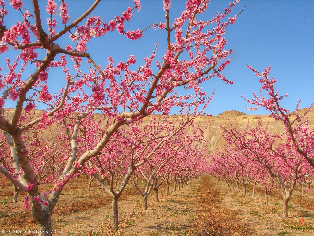 Orchard Row in Spring