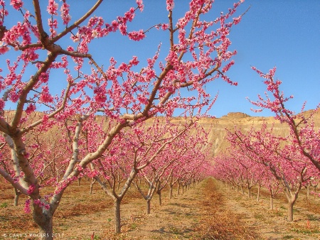 Orchard Row in Spring