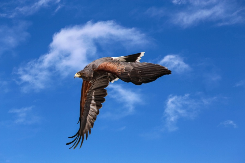 Harris's Hawk