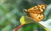 Delicate Beauty