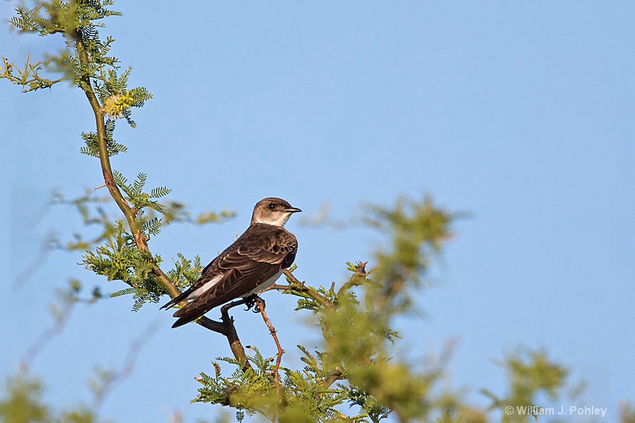 Brown-chested Martin  H2U1713 - ID: 15336732 © William J. Pohley