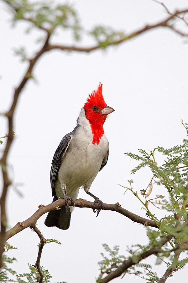 Red-crested Cardinal 698A4578 - ID: 15336743 © William J. Pohley