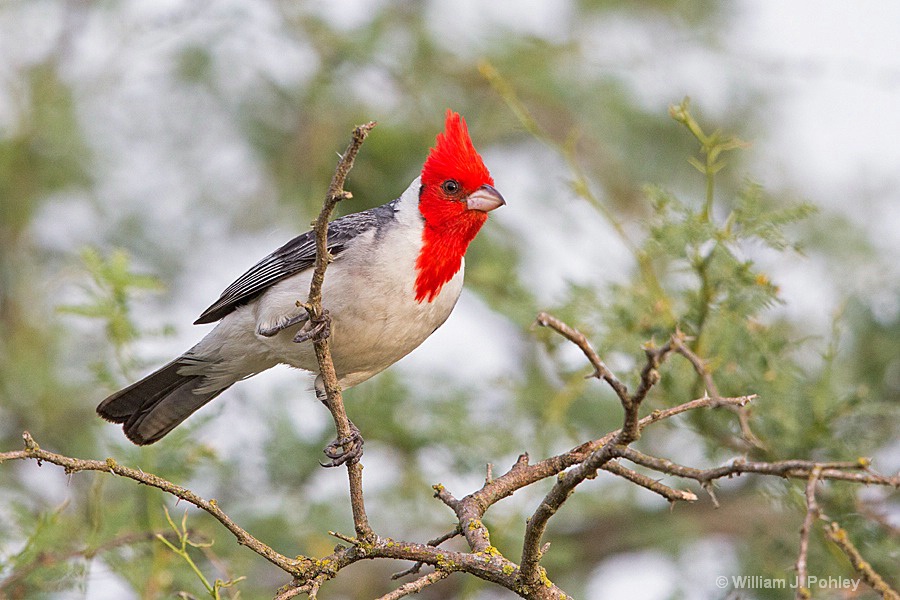 Red-crested Cardinal 698A5036 - ID: 15336745 © William J. Pohley