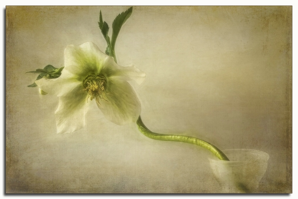 hellebore in vase II