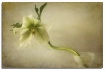 hellebore in vase...