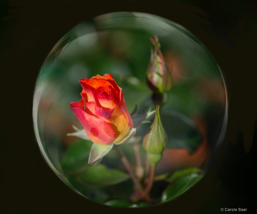 Rose in a bubble