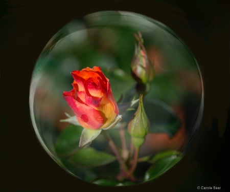 Rose in a bubble