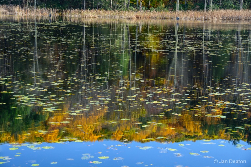 Pond Reflections