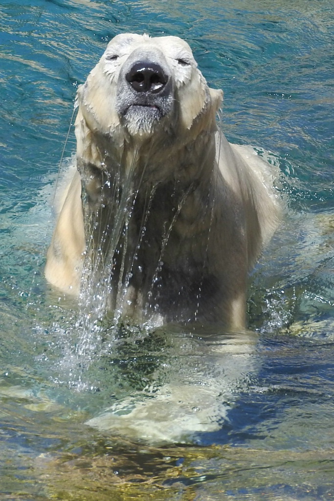 Playful Polar Bear