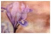 dwarf iris