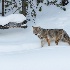 2IPO-YNP 5007371 - ID: 15337039 © Joseph D. Hancock