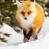 2IPO-YNP 5007768 - ID: 15337040 © Joseph D. Hancock