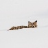 2IPO-YNP 5007879 - ID: 15337041 © Joseph D. Hancock