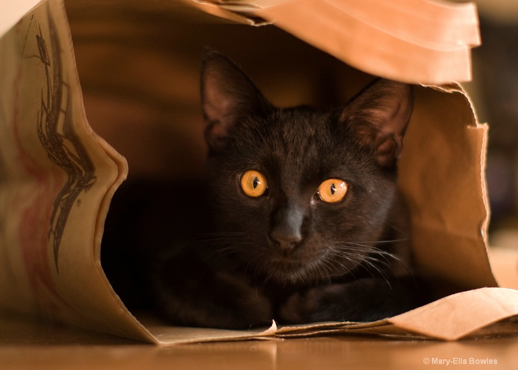 Cat In the Bag