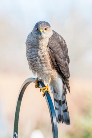 Coopers Hawk