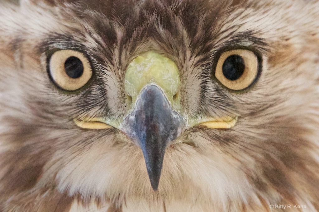 Face of Red Tailed Hawk - ID: 15337778 © Kitty R. Kono