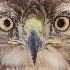 © Kitty R. Kono PhotoID# 15337778: Face of Red Tailed Hawk