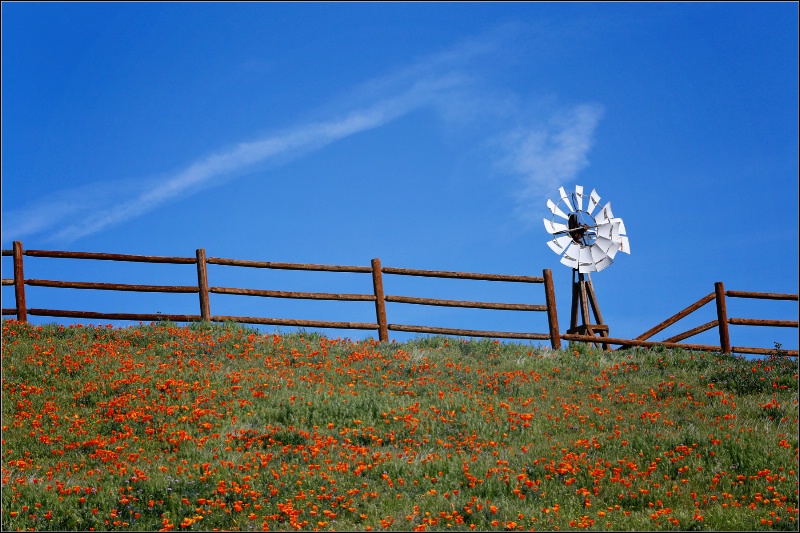 Windmill in the poppies