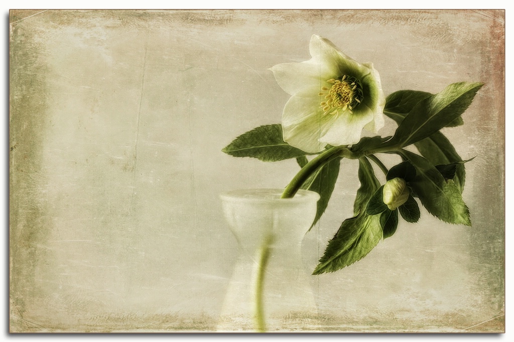 hellebore in vase