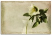 hellebore in vase