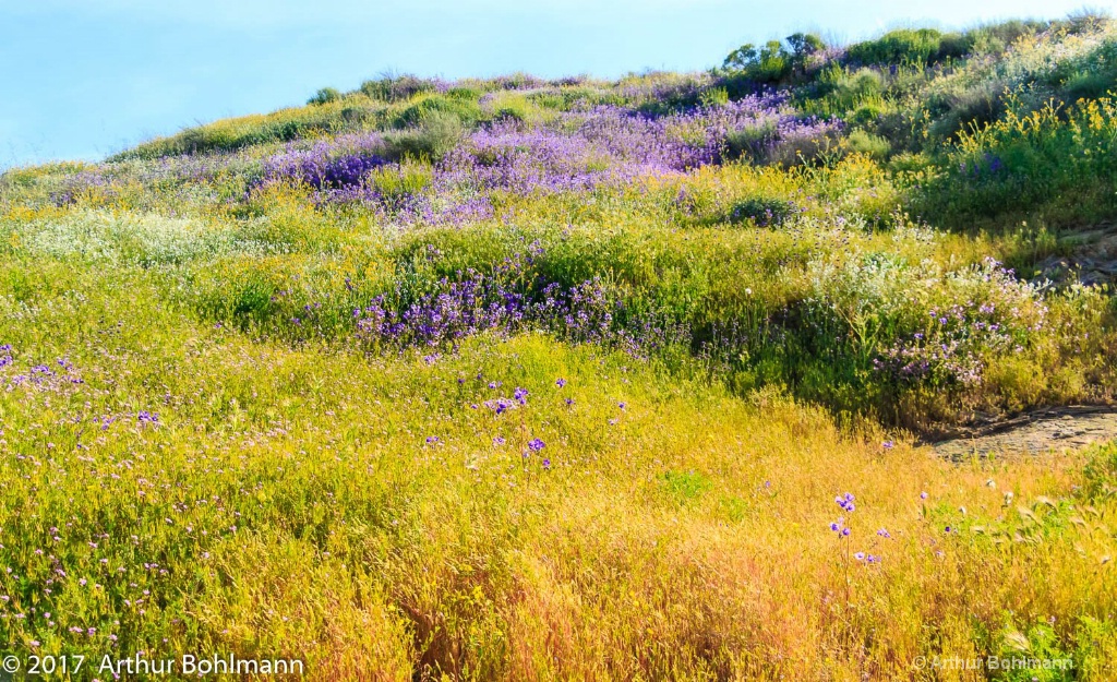 Wildflower Season! 