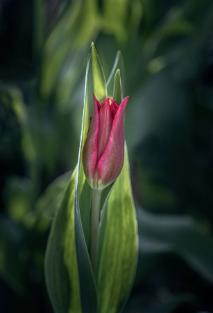 Tulip Phase