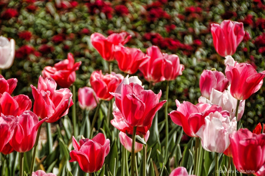 Tulips in Spring - ID: 15337956 © Sandra K. StJohn