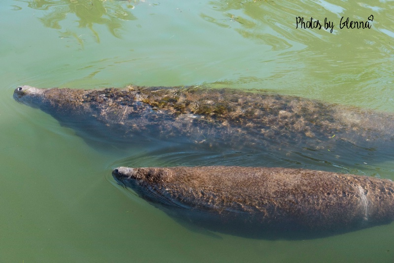 Momma and Baby Manatees 